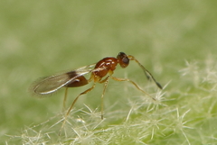Acmopolynema