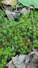 Polytrichum