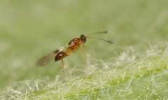 Acmopolynema