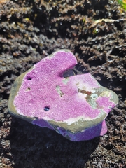 Stylantheca papillosa