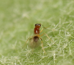 Acmopolynema