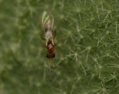 Acmopolynema