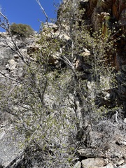 Acer glabrum diffusum