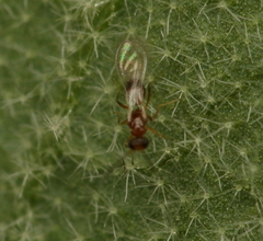 Acmopolynema