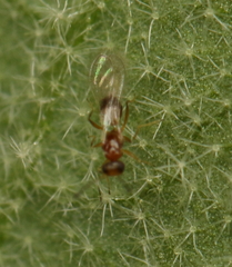 Acmopolynema
