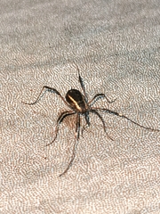 Systenocentrus luteobiseriatus