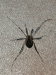 Systenocentrus luteobiseriatus