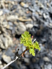 Acer glabrum diffusum