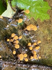 Vibrissea truncorum
