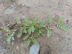 Astragalus longidentatus