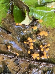 Vibrissea truncorum