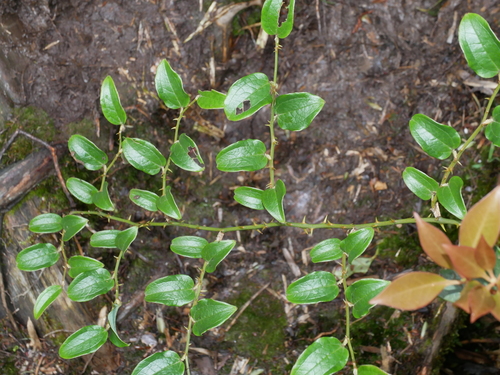 Smilax discotis (Smilax discotis)