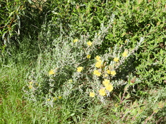 Cistus lasianthus alyssoides