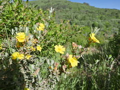 Cistus lasianthus alyssoides