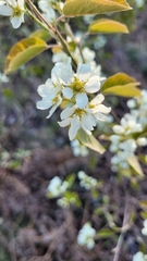 Amelanchier