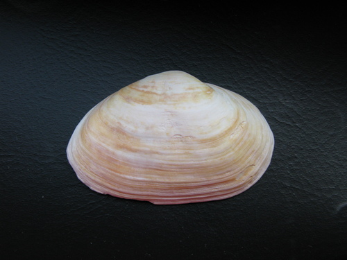 Soft-shelled Clam