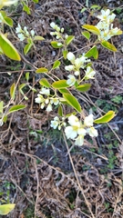 Amelanchier