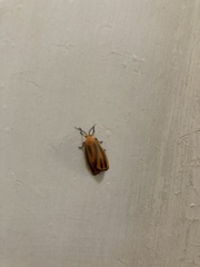 Hypoprepia miniata