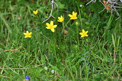 Ranunculus millefoliatus
