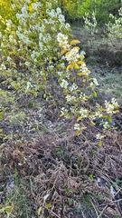 Amelanchier