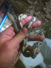 Bogertophis subocularis subocularis