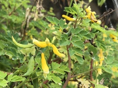 Corydalis formosana