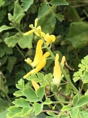 Corydalis formosana