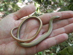 Anguis veronensis
