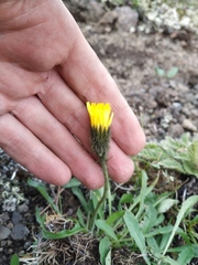 Crepis chrysantha