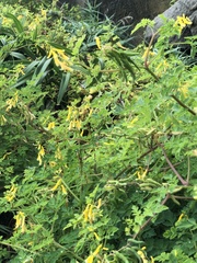 Corydalis formosana