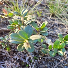 Vaccinium vitis-idaea