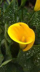 Zantedeschia elliottiana