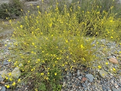 Diplotaxis harra lagascana