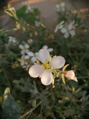 Nerisyrenia camporum