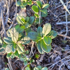 Vaccinium vitis-idaea