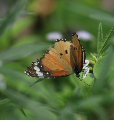 Plain Tiger Butterfly