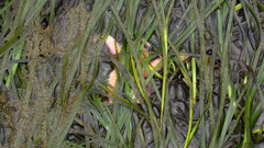 Pisaster brevispinus