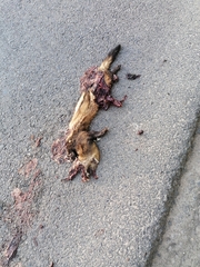 Mustela eversmanii