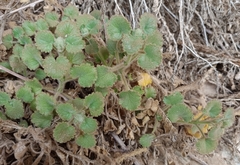 Lafuentea rotundifolia