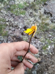 Packera heterophylla