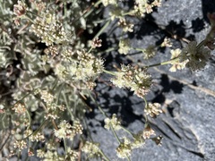 Eriogonum saxatile