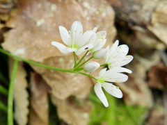Allium massaessylum