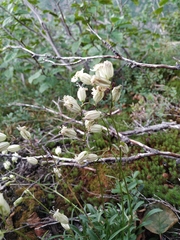 Silene paucifolia