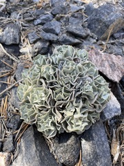 Eriogonum saxatile