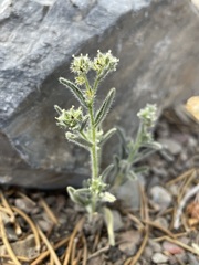 Cryptantha watsonii
