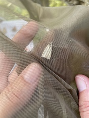 Polypogon tentacularia