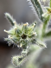 Cryptantha watsonii