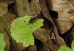 Nomada marshamella