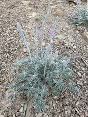 Lupinus magnificus magnificus