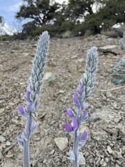 Lupinus magnificus magnificus
